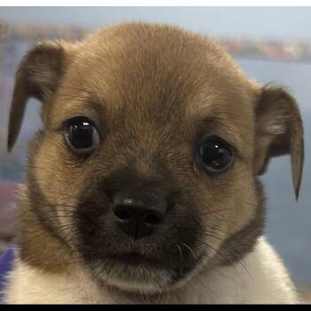 Saturn -  Chihuahua Dog for Adoption in Longmont, Colorado - Saturn | PetCurious