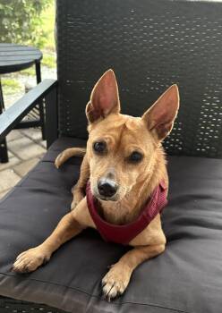 Rescue Miniature Dachshund and Chihuahua Dogs for Adoption in Bradenton, Florida - Sandy | PetCurious