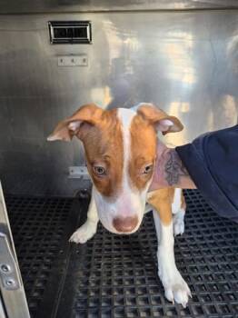 Pit Bull Terrier Dogs Available for Adoption - PRINCESS PEACH | PetCurious