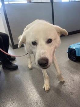 Breeze -  Mixed Breed Dog for Adoption in West Chester, Pennsylvania - Breeze | PetCurious