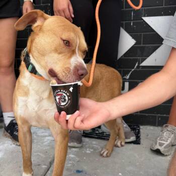 Courage -  Labrador Retriever and Mixed Breed Dog for Adoption in Palestine, Texas - Courage | PetCurious