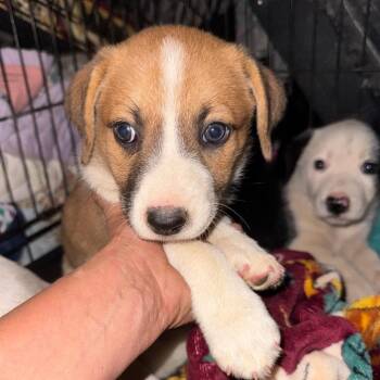 Nopa -  Australian Shepherd Dog for Adoption in West Plains, Missouri - Nopa | PetCurious