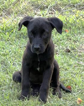 Tulip Lonestar -  Labrador Retriever Dog for Adoption in Rockaway, New Jersey - Tulip Lonestar | PetCurious