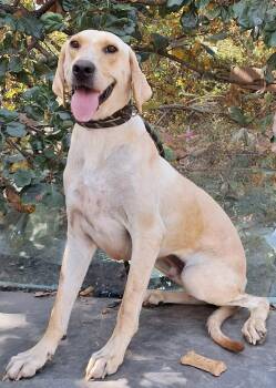 Sunday -  Yellow Labrador Retriever Dog for Adoption in Mena, Arkansas - Sunday | PetCurious