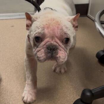 Bingo -  French Bulldog Dog Available for Adoption in Los Angeles, California - Bingo | PetCurious