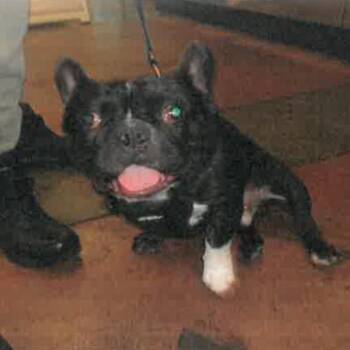 French Bulldog Dogs Available for Adoption in Los Angeles, California - Mondongo A2270493 | PetCurious