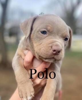 American Bulldog and Pit Bull Terrier Dogs Available for Adoption in Brooklyn Center, Minnesota - Polo* | PetCurious