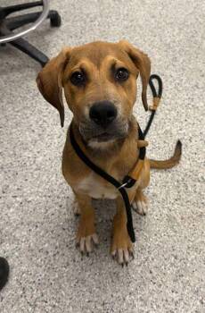 Siggy -  Mixed Breed Dog for Adoption in Kansas City, Missouri - Siggy | PetCurious