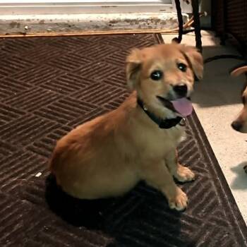 Taffy -  Dachshund and Chihuahua Dog for Adoption in Port St. Lucie, Florida - Taffy | PetCurious