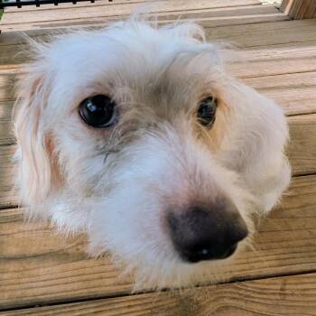 Dachshund and Maltese Dogs Available for Adoption in Houston, Texas - Honey Butter | PetCurious