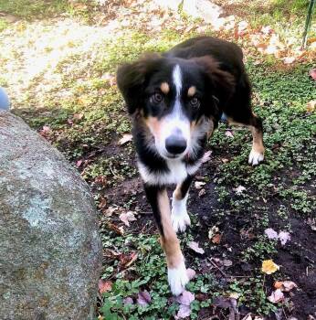 Chip *LOCAL* *MEET ME* -  Australian Shepherd Dog for Adoption in South Kingstown, Rhode Island - Chip *LOCAL* *MEET ME* | PetCurious