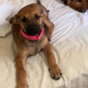 Paige -  Shepherd and Mixed Breed Dog for Adoption in Bend, Oregon - Paige | PetCurious