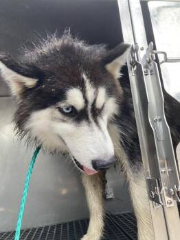 Mixed Breed Dogs Available for Adoption in Dallas, Texas - ICE | PetCurious