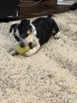 Puddles -  Australian Cattle Dog Blue Heeler Dog for Adoption in Concord, North Carolina - Puddles | PetCurious
