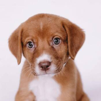 Labrador Retriever and Golden Retriever Dogs Available for Adoption - Squidward *Arriving 5/21* D11116 | PetCurious
