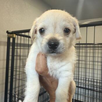 Rescue Schnauzer Dogs for Adoption in Park Row, Texas - Auguste | PetCurious