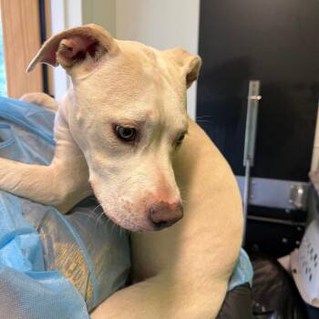 Agua Fresca -  Mixed Breed Dog for Adoption in Austin, Texas - Agua Fresca | PetCurious