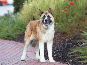 ADDIE -  Akita and Mixed Breed Dog for Adoption in Omaha, Nebraska - ADDIE | PetCurious