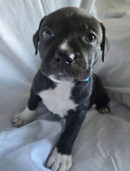 Ricotta- Mozzarella -  American Bulldog Dog for Adoption in Lakeland, Florida - Ricotta- Mozzarella | PetCurious