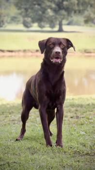 Bubba -  Labrador Retriever Dog for Adoption in Collierville, Tennessee - Bubba | PetCurious