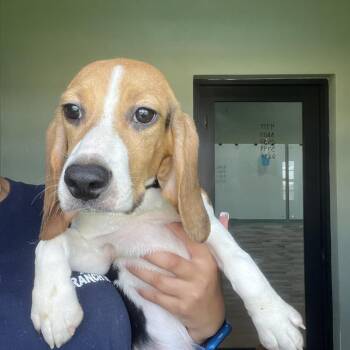 ZVE6 8005 aka Sara -  Beagle Dog for Adoption in Loxahatchee Groves, Florida - ZVE6 8005 Aka Sara | PetCurious