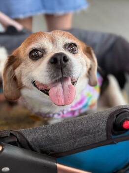 Beagle and Cavalier King Charles Spaniel Dogs Available for Adoption in Pass Christian, Mississippi - Stella | PetCurious