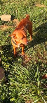 Little LJ -  Jack Russell Terrier Dog for Adoption in Winchester, Indiana - Little LJ | PetCurious