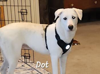 Dot -  Catahoula Leopard Dog and Mixed Breed Dog for Adoption in Livingston, Texas - Dot | PetCurious