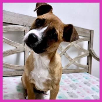 Mixed Breed Dogs Available for Adoption in Joliet, Illinois - Peep | PetCurious