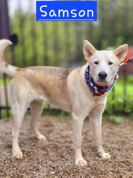Samson -  Siberian Husky and German Shepherd Dog Dog for Adoption in Walthill, Nebraska - Samson | PetCurious