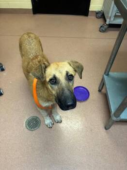 GEMMA -  German Shepherd Dog and Great Pyrenees Dog for Adoption in Cookeville, Tennessee - GEMMA | PetCurious