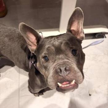 Riyu -  French Bulldog and Mixed Breed Dog for Adoption in Salt Lake City, Utah - Riyu | PetCurious
