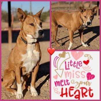 Lola -  Shepherd and Cattle Dog Dog for Adoption in Casa Grande, Arizona - Lola | PetCurious