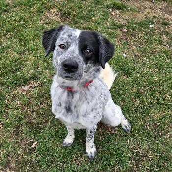 Border Collie and Australian Cattle Dog Blue Heeler Dogs Available for Adoption in Concord, New Hampshire - Spud | PetCurious