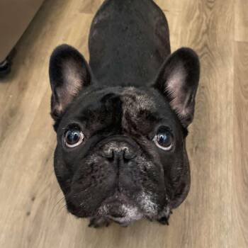 French Bulldog Dogs Available for Adoption in Chattanooga Valley, Georgia - Atreus  | PetCurious