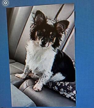 Chihuahua and Dachshund Dogs Available for Adoption - Gizmo- Pint Size Love | PetCurious