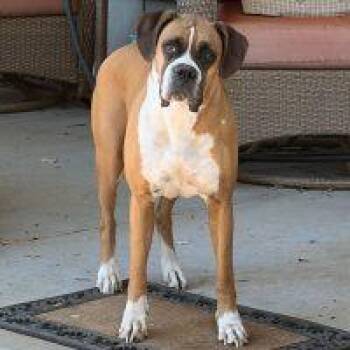 Toffee -  Boxer Dog for Adoption in Davis, California - Toffee | PetCurious