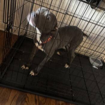 Ivy - Home to Home -  Mixed Breed Dog Available for Adoption in South Elgin, Illinois - Ivy - Home To Home | PetCurious