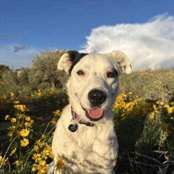 Willa -  Australian Shepherd Dog for Adoption in Chinle, Arizona - Willa | PetCurious