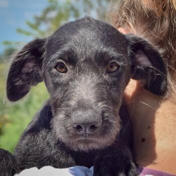 Jennifer -  Irish Wolfhound and Black Labrador Retriever Dog for Adoption in Huntley, Illinois - Jennifer | PetCurious