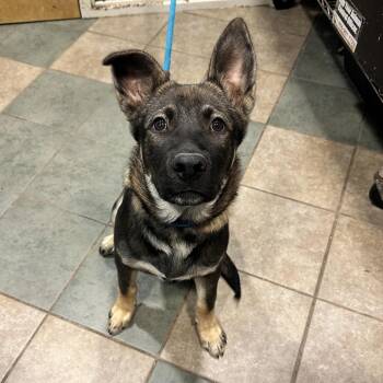 Levi -  Mixed Breed Dog for Adoption in Chattanooga, Tennessee - Levi | PetCurious