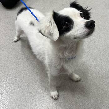 26-295 Loki -  Spaniel Dog for Adoption in Lindenhurst, New York - 26-295 Loki | PetCurious