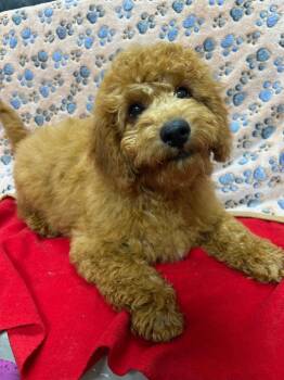 Rescue Goldendoodle Dogs for Adoption - Captain | PetCurious