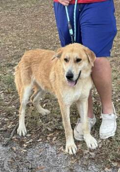 Shepherd Dogs Available for Adoption in Clearwater, Florida - Sven | PetCurious