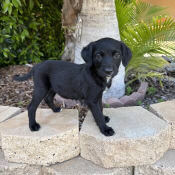 Brittany Spaniel and Labrador Retriever Dogs Available for Adoption - Cello | PetCurious