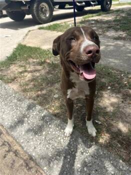 Rescue Labrador Retriever and Mixed Breed Dogs for Adoption in Houston, Texas - A639828 | PetCurious