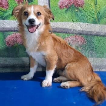 Ms. Sweetie Tanie -  Portuguese Podengo Dog for Adoption in Ridgefield, Washington - Ms. Sweetie Tanie | PetCurious