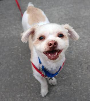 Tootie -  Maltese Dog for Adoption in Harrison, New York - Tootie | PetCurious