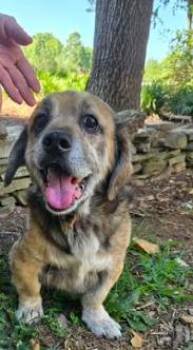 Hushpuppy -  Beagle Dog for Adoption in Mocksville, North Carolina - Hushpuppy | PetCurious