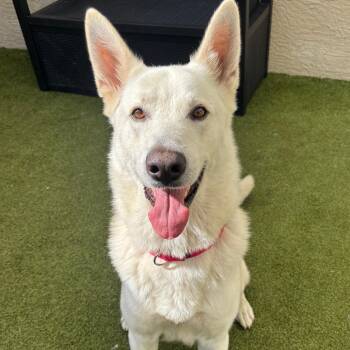 Zeus -  Shepherd Dog for Adoption in Titusville, Florida - Zeus | PetCurious